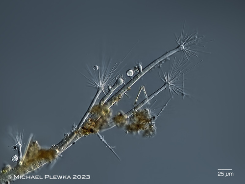 Dendrosoma radians