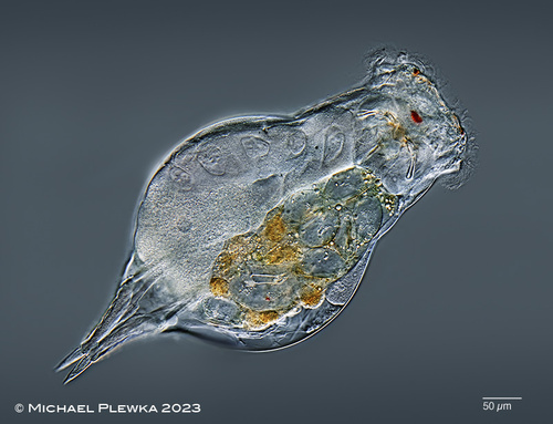 Eosphora najas
