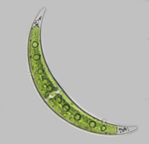 Closterium
