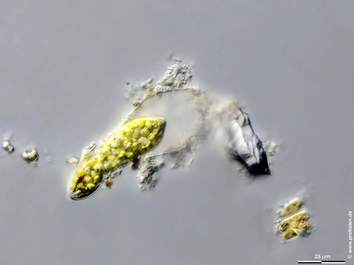 Euglena aus Palmellahülle