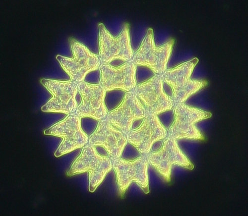 Pediastrum duplex