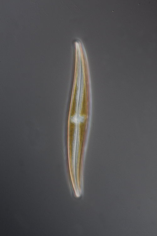 Gyrosigma attenuatum