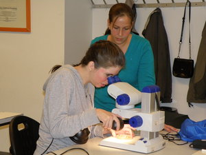 Luftkeime in der Petrischale