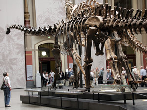 Dinosaurierskelett im Naturkundemuseum