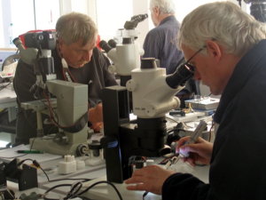 Helgoland Mikroskopieren