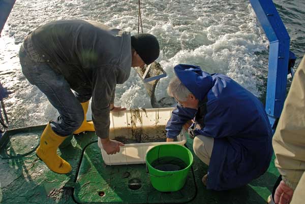 Begutachtung eines Dredge-Zuges an Bord des Forschungsschiffes