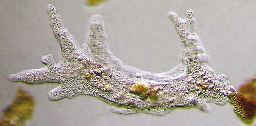 Mikrofoto von Amoeba proteus
