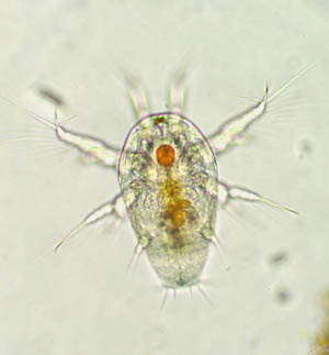 Naupliuslarve